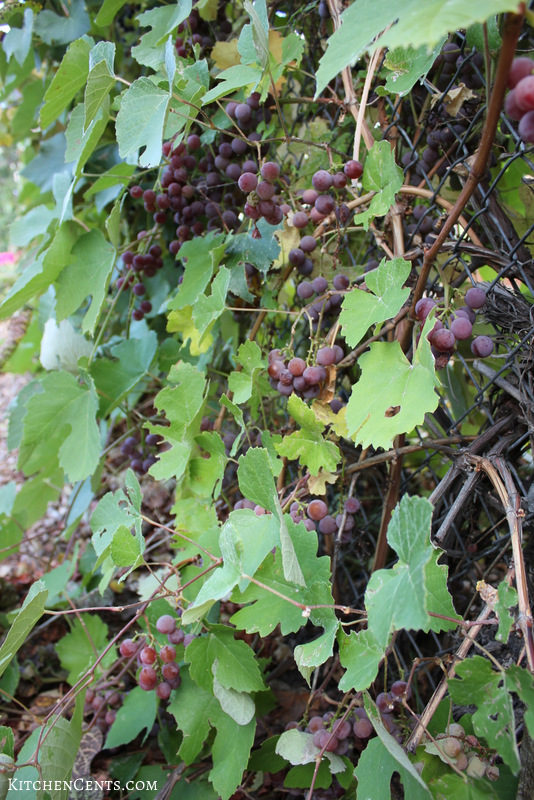 grapes-on-our-grape-vine | KitchenCents.com
