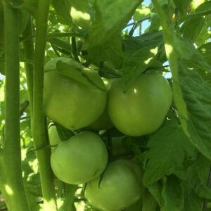 How to increase tomato yield in home garden